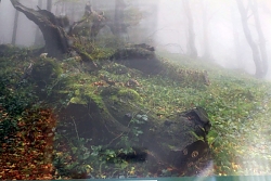 wystawa fotografii "Gospodarka leśna"